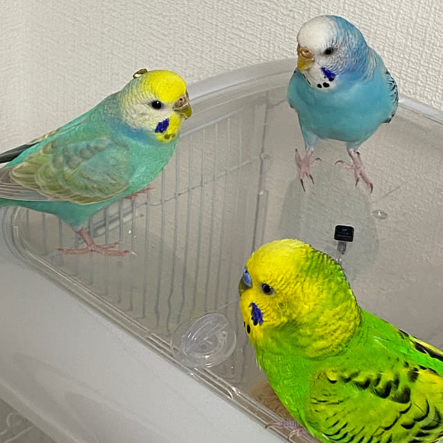 ohanaさんの実例写真