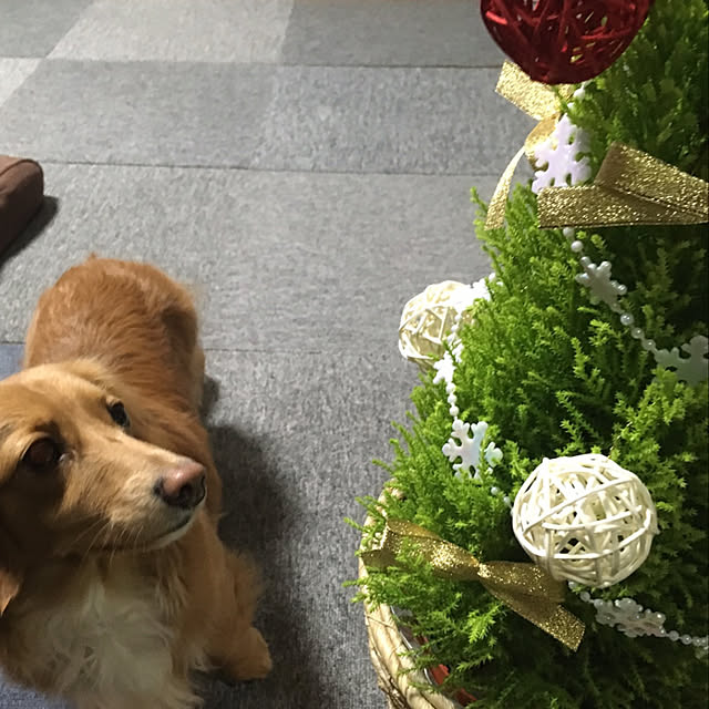 erumaryさんの実例写真