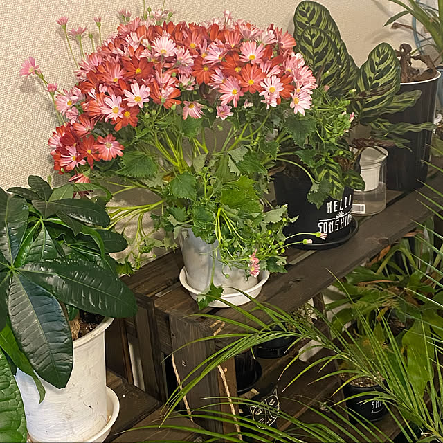 korokoroさんの実例写真