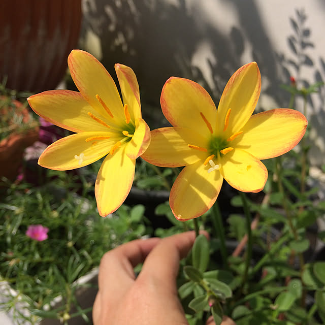 SarutaSaruAomさんの実例写真