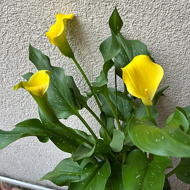 fumikoiさんの実例写真