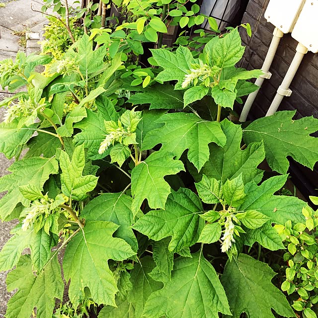 yasuyoさんの実例写真