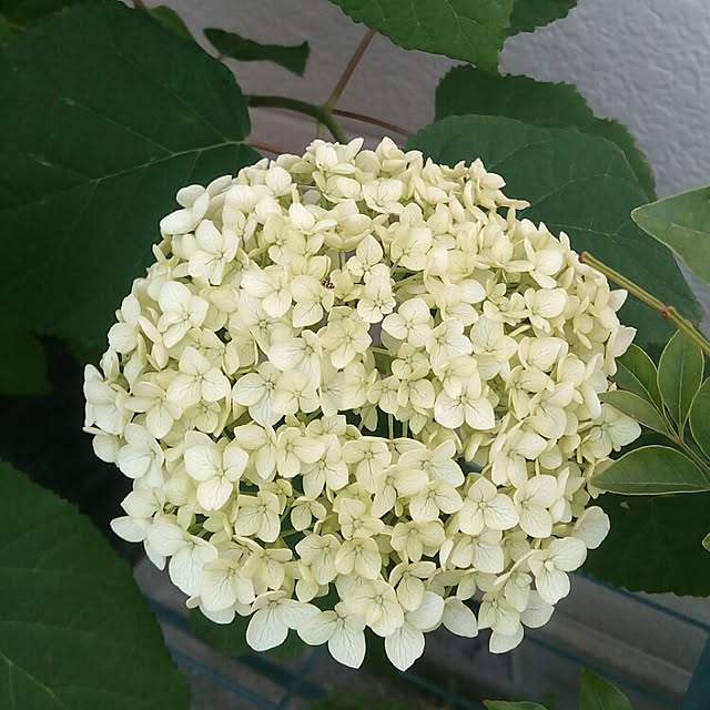 VERANDARJUNさんの実例写真
