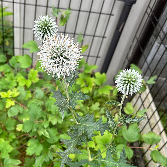 玄関/入り口/庭/ガーデニング/おぎはら植物園/白花...などのインテリア実例 - 2024-07-06 21:58:06