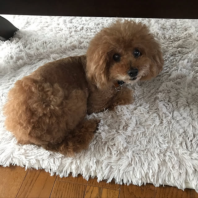 yu-chanさんの実例写真
