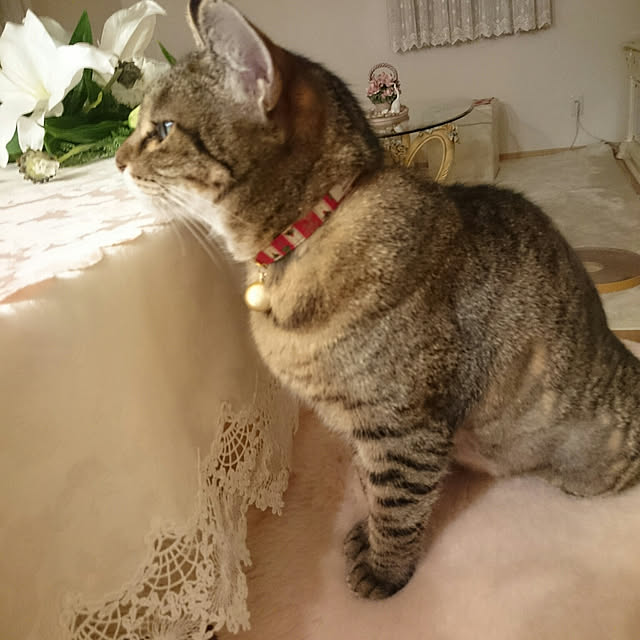 lilyさんの実例写真