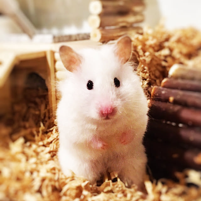 DORAさんの実例写真