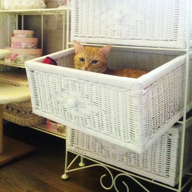 fu-ka24さんの実例写真
