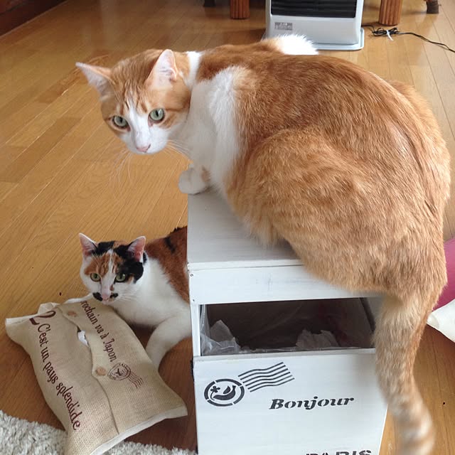 Kinanさんの実例写真