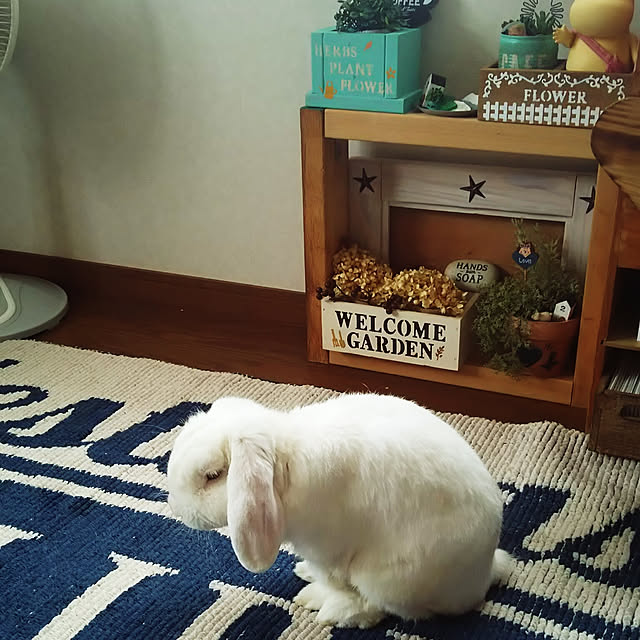 juncoさんの実例写真