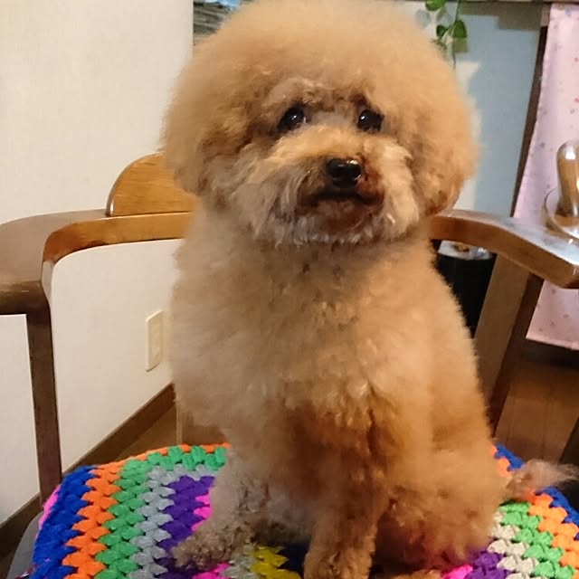 pecoさんの実例写真