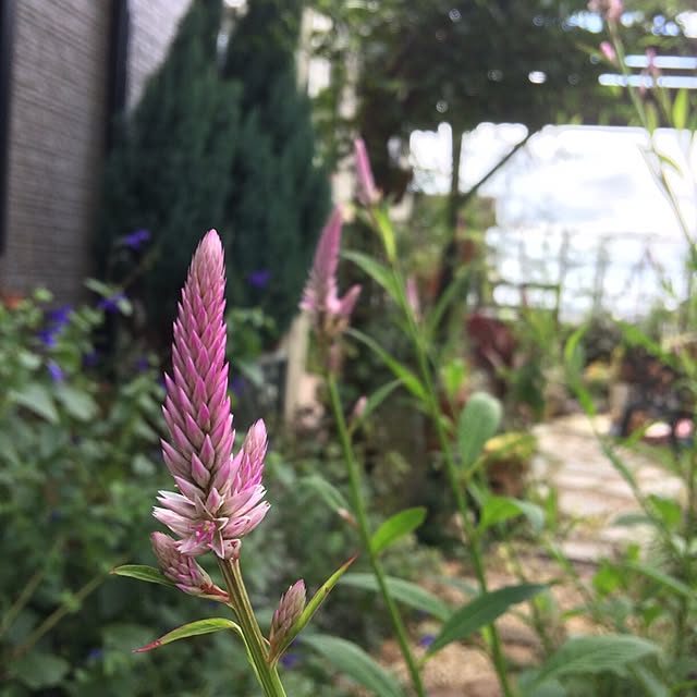 amiさんの実例写真