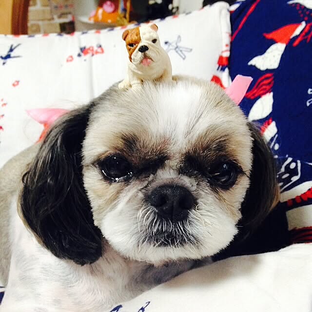pepeさんの実例写真