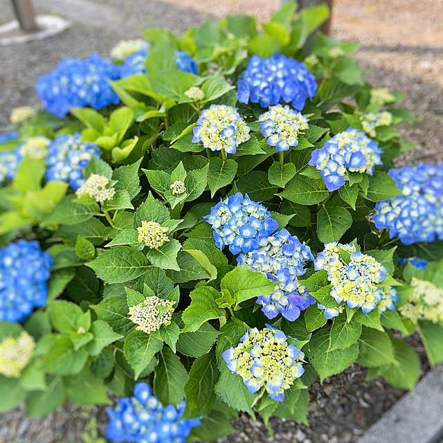 -Riley-mama.-さんの実例写真