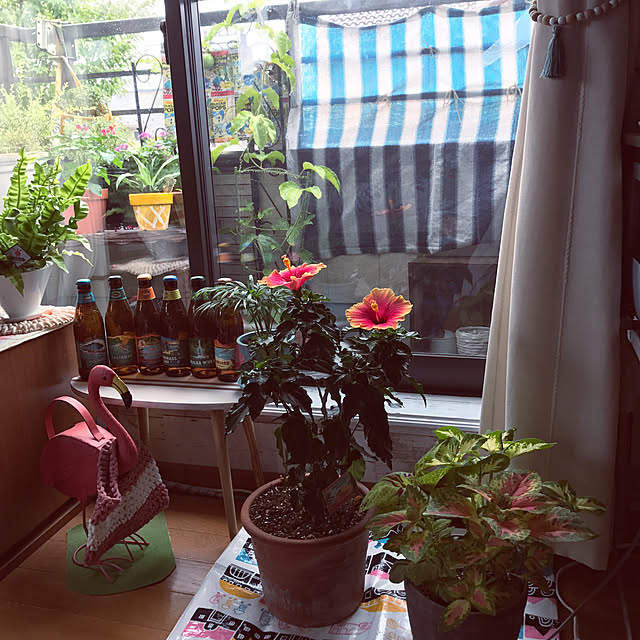 ariceさんの実例写真