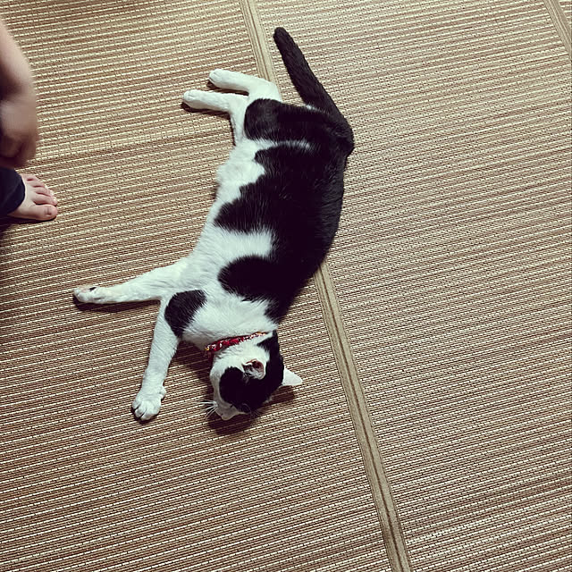 nekosamaさんの実例写真