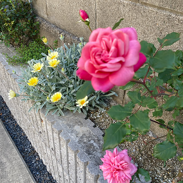 r_rさんの実例写真