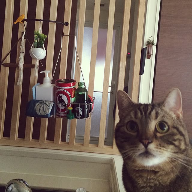 mikomaruさんの実例写真