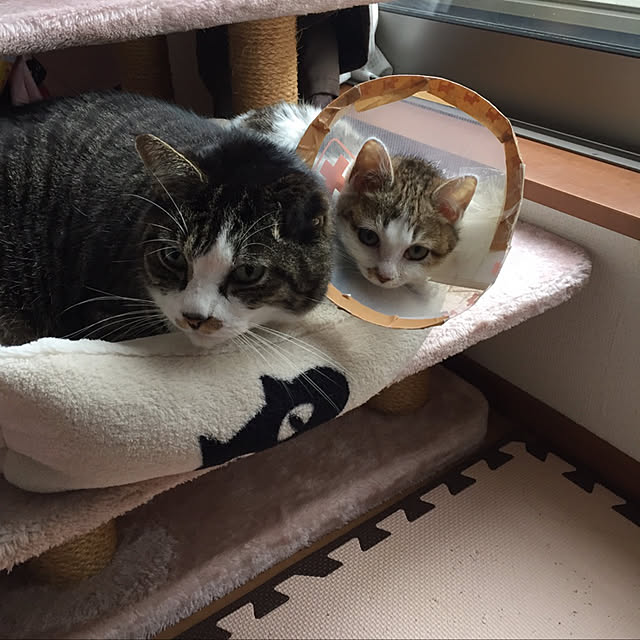 odekoさんの実例写真