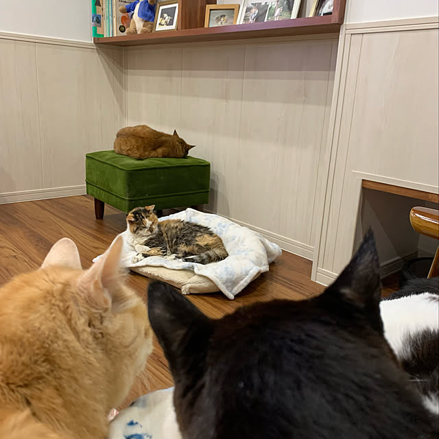 mikeume7さんの実例写真