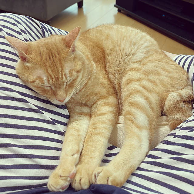 chiiさんの実例写真