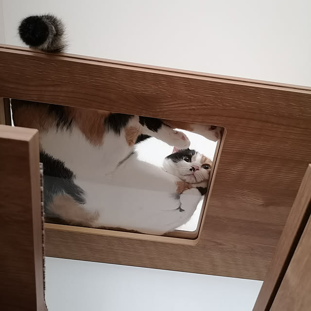 koyurizuさんの実例写真