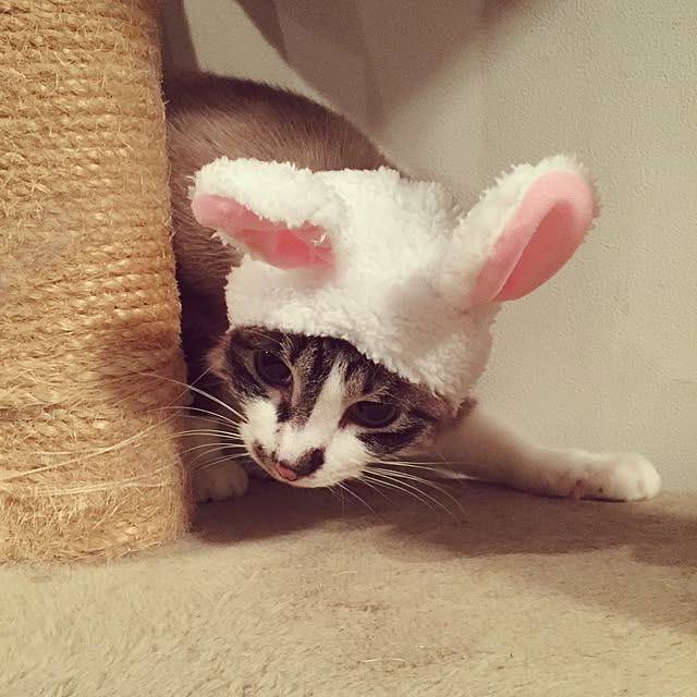 bowbowcoさんの実例写真