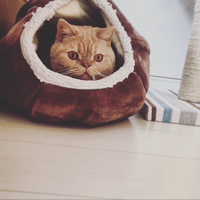 bowbowcoさんの実例写真