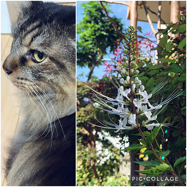yukarin-gardenさんの実例写真