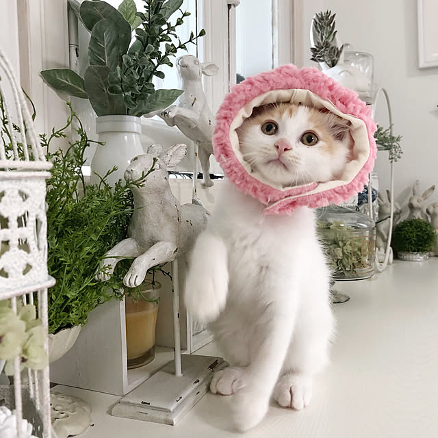yuchiさんの実例写真
