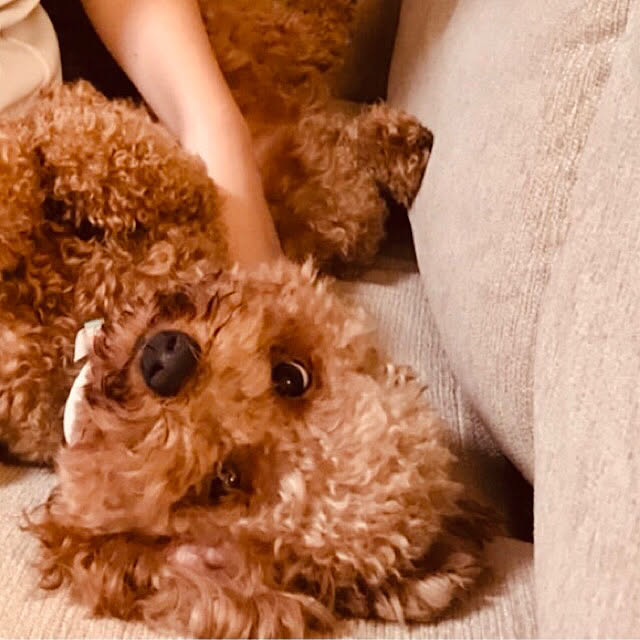 yullyさんの実例写真