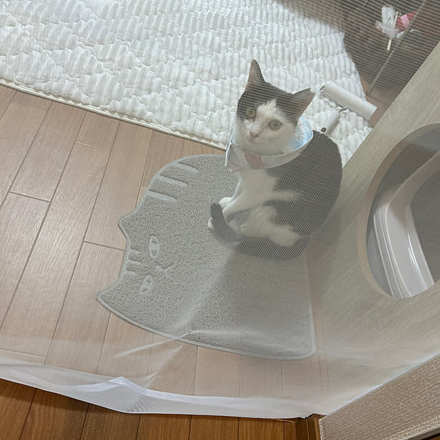 punさんの部屋