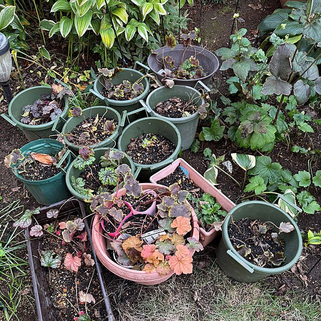 mamizaさんの部屋