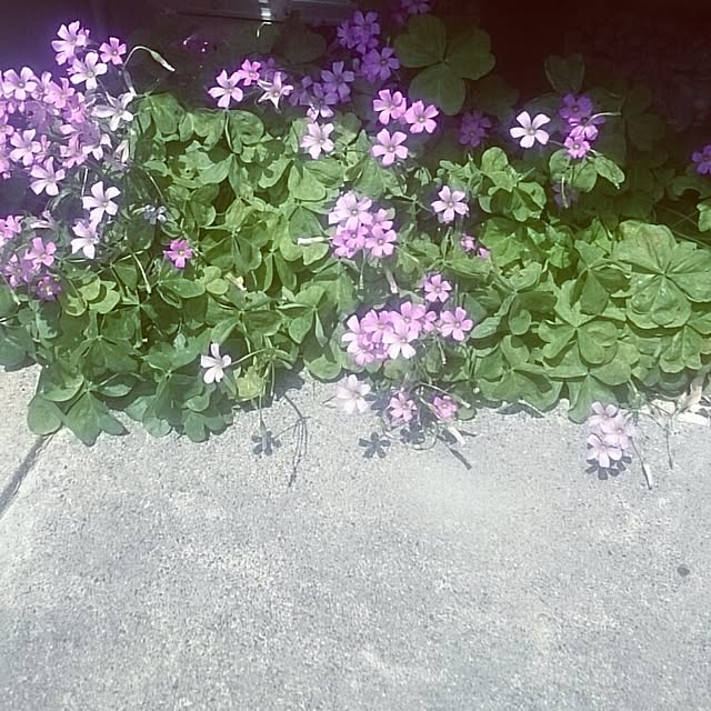 hoshiさんの実例写真