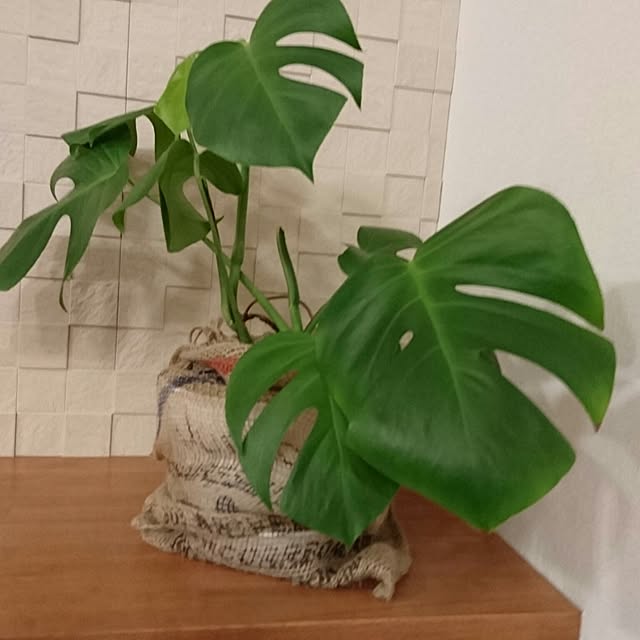 junaさんの実例写真