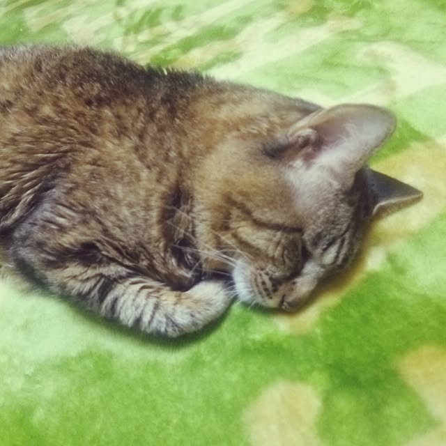 kittenblueさんの実例写真