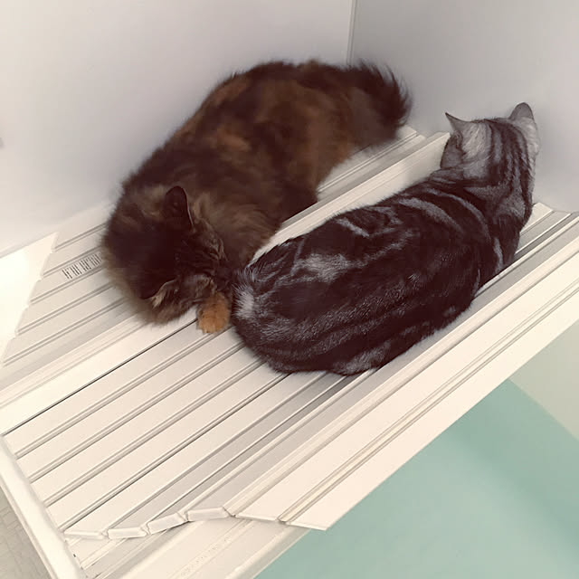 mikomaruさんの実例写真