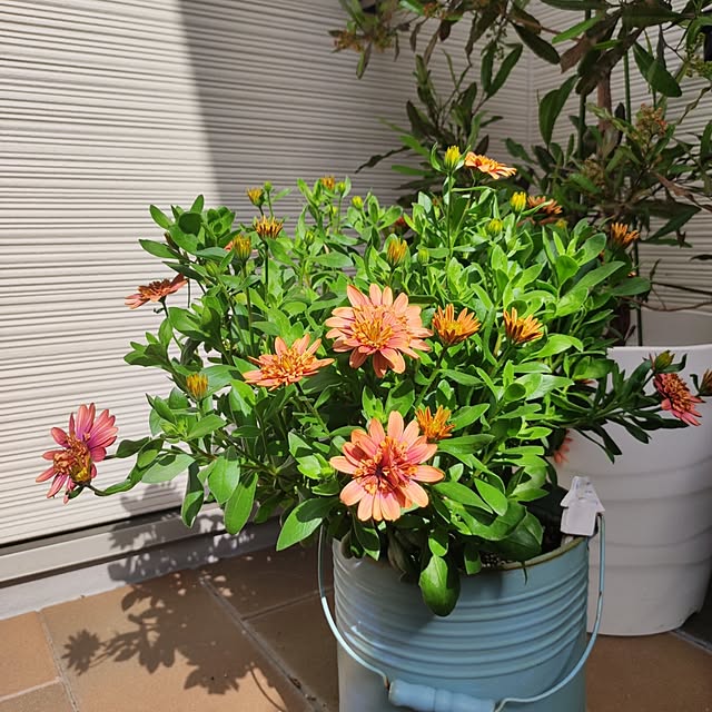 Jijiさんの部屋