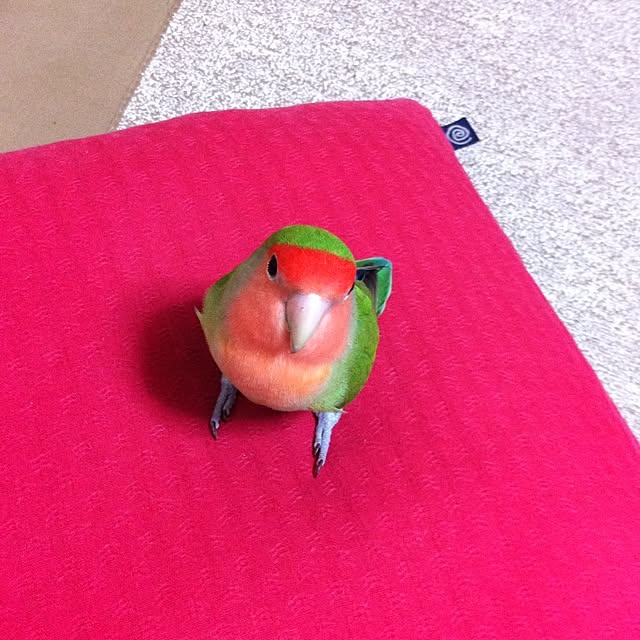 madokaさんの実例写真