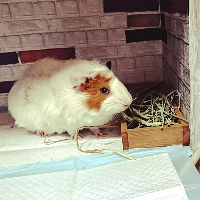 omatsuさんの実例写真
