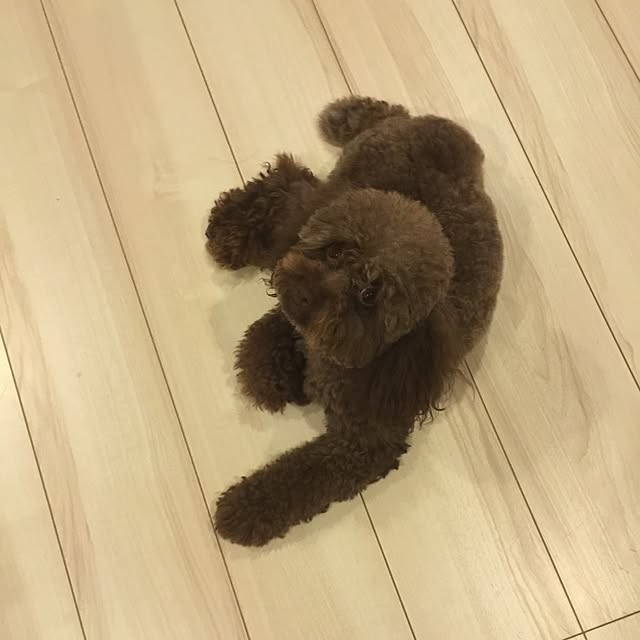 ayaroicoさんの実例写真