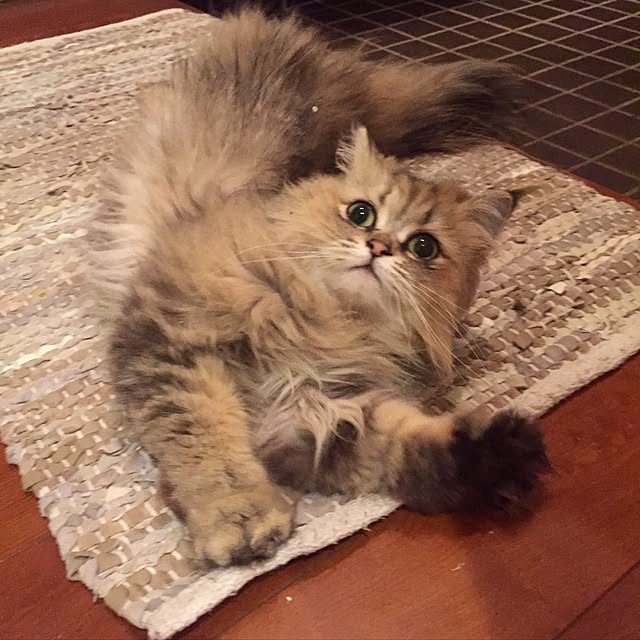 butachanさんの実例写真