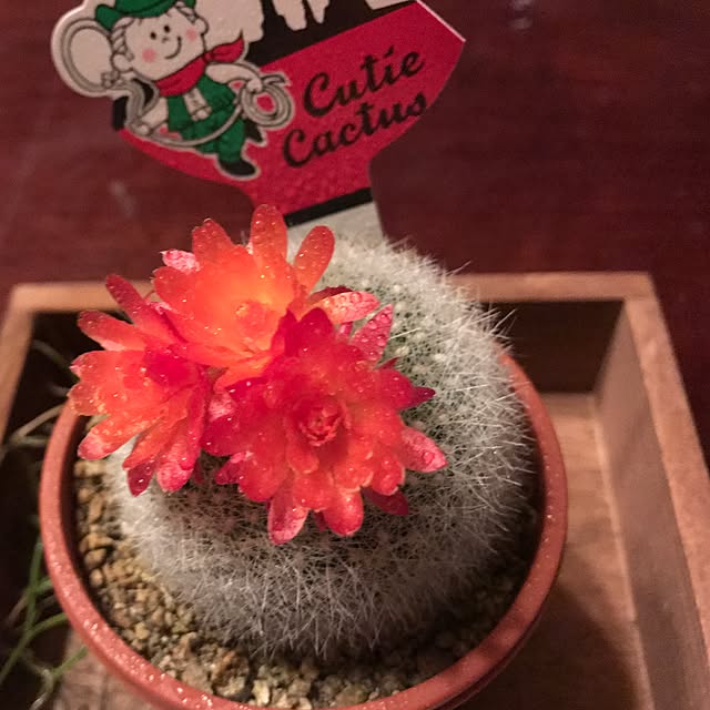 机/植物のインテリア実例 - 2017-05-07 23:44:10