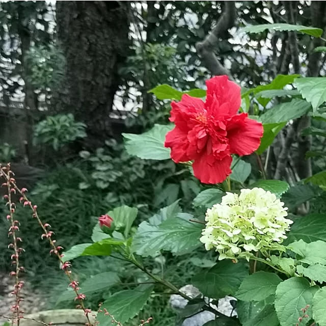 ku-garnet18さんの実例写真