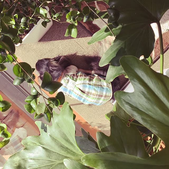 Harumiさんの実例写真