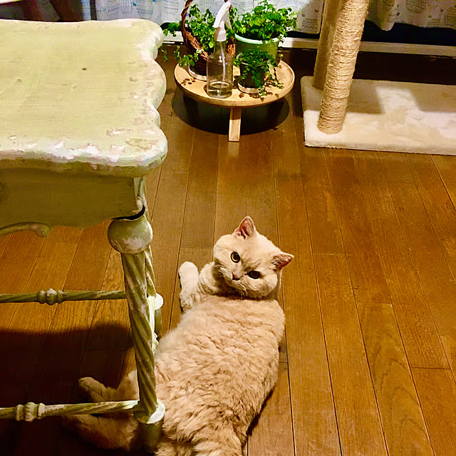 naokoさんの実例写真