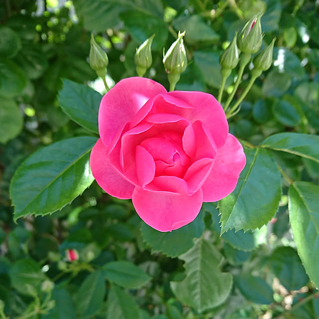 fleur-mamanさんの実例写真