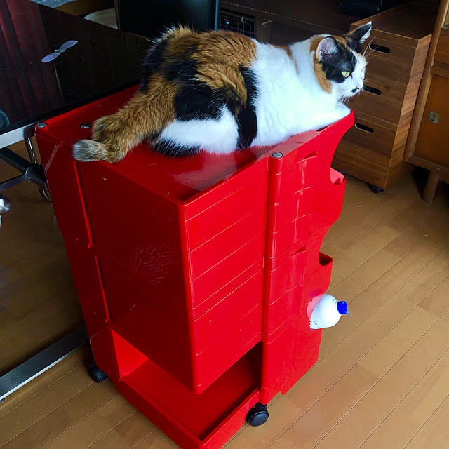 kibidangotabetaiさんの部屋