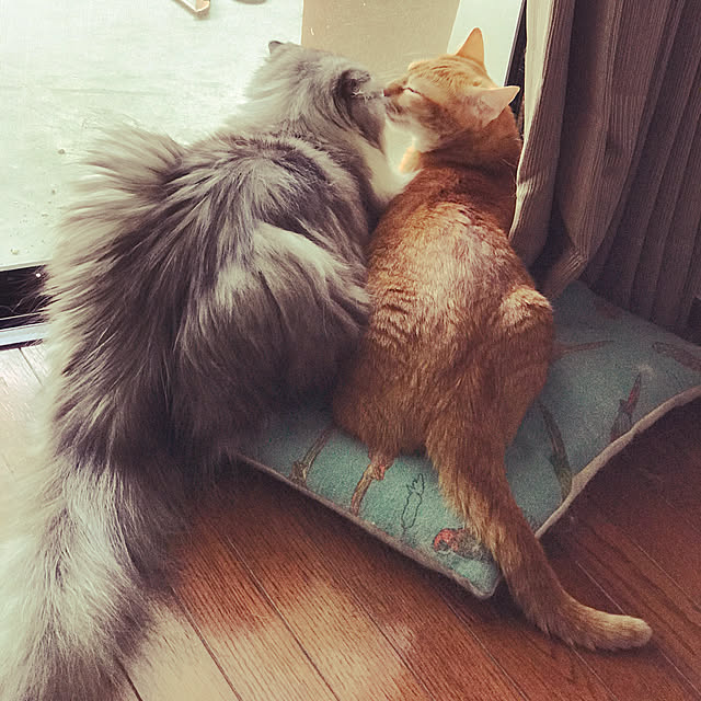 amo69xxさんの実例写真