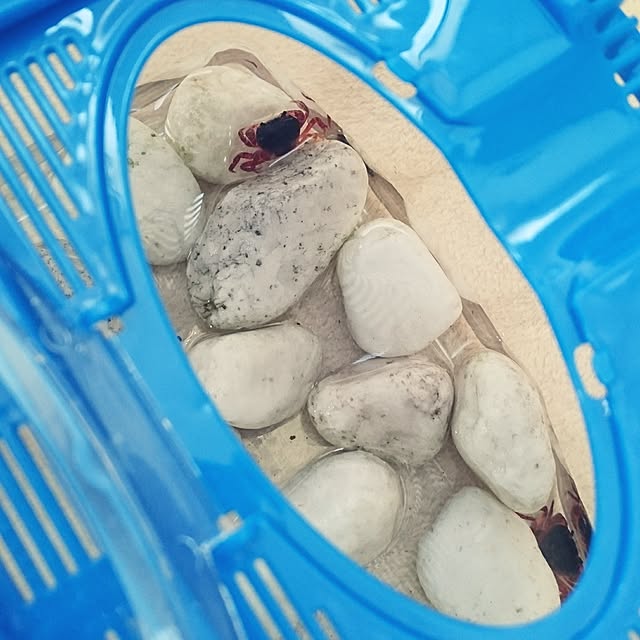 momokasanさんの実例写真